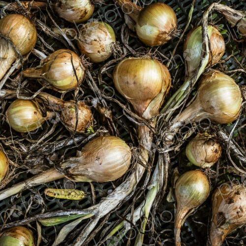 Small onion shallot bulbs with green stalks. Small onion shallot bulbs with green stalks.