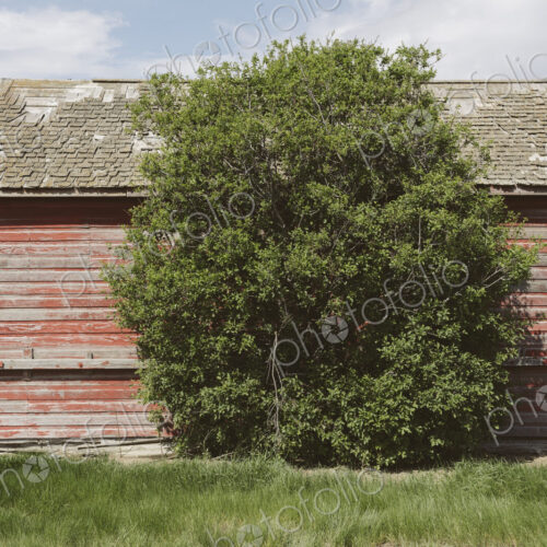 Small red barn and windswept tree, near Climax, Saskatchewan, Canada.