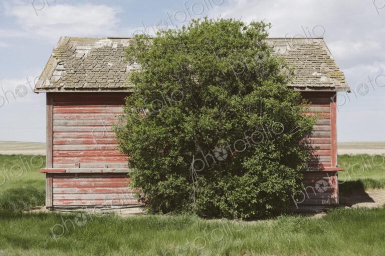 Small red barn and windswept tree, near Climax, Saskatchewan, Canada.