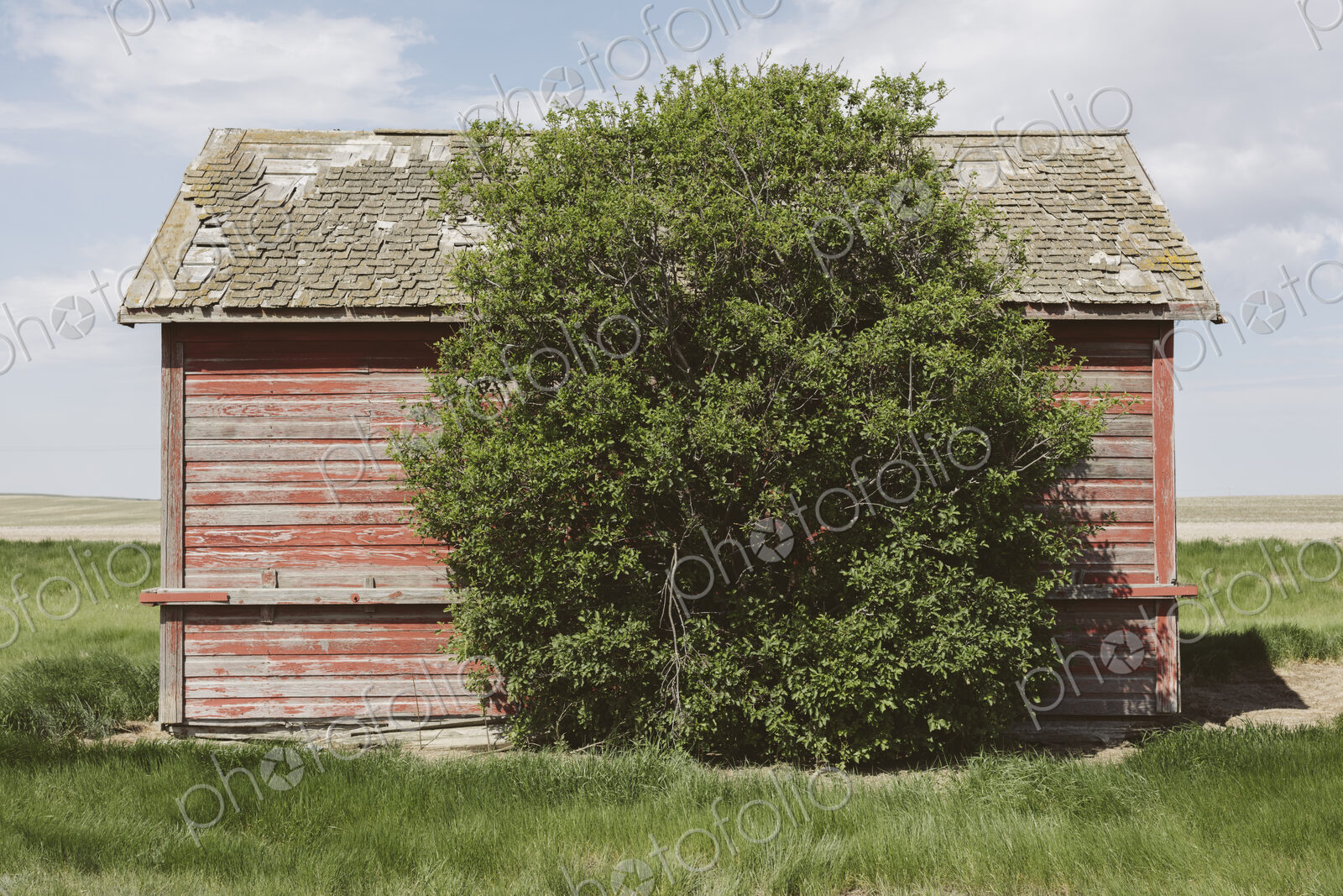 Small red barn and windswept tree, near Climax, Saskatchewan, Canada.