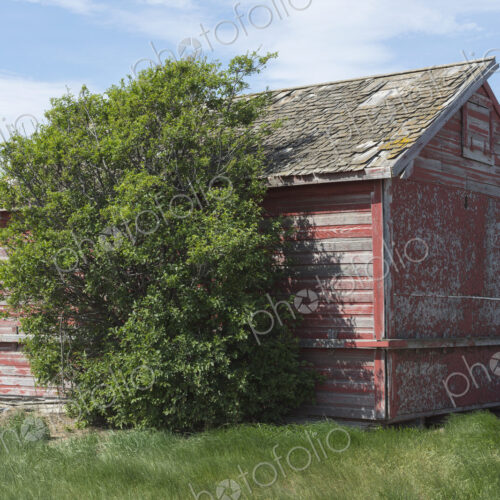 Small red barn and windswept tree, near Climax, Saskatchewan, Canada.