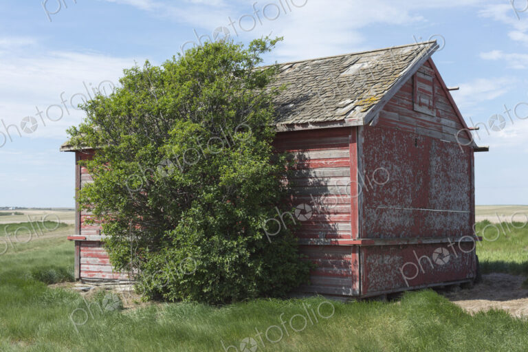 Small red barn and windswept tree, near Climax, Saskatchewan, Canada.