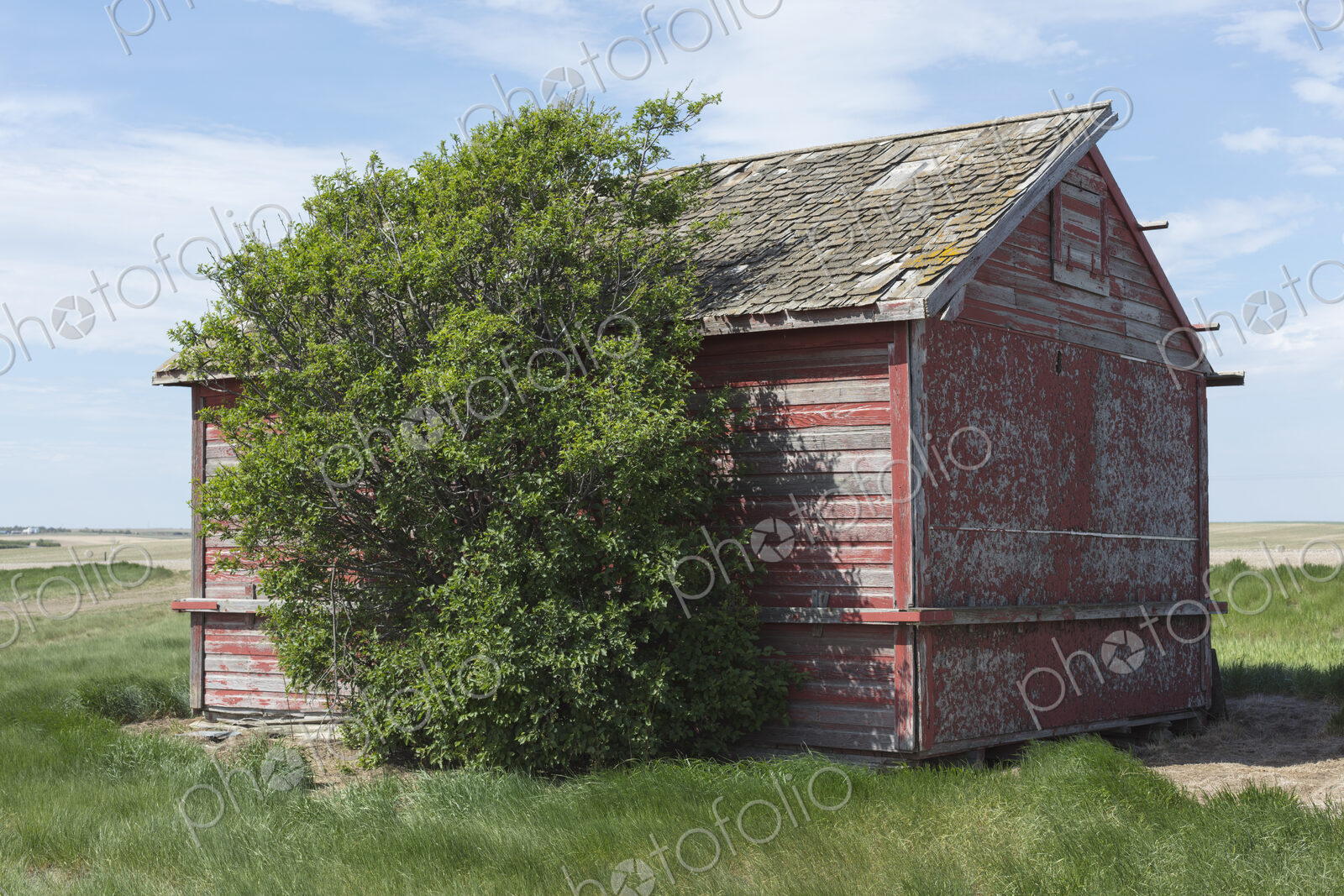 Small red barn and windswept tree, near Climax, Saskatchewan, Canada.