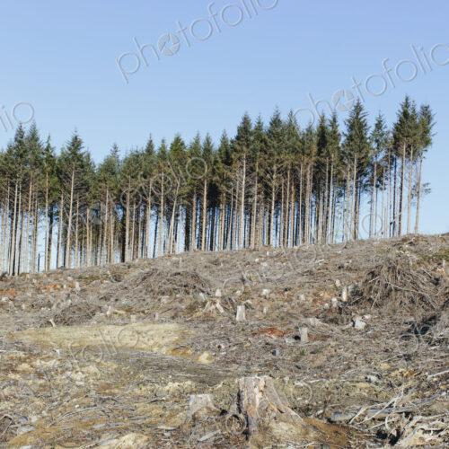 Small stand of trees on the brow of a hill surrounded by extensive clear cutting,… Small stand of trees on the brow of a hill surrounded by extensive clear cutting,…
