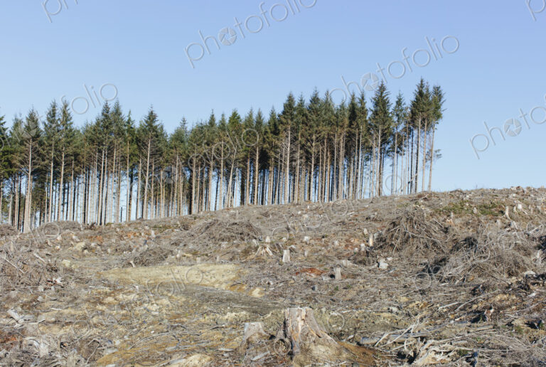 Small stand of trees on the brow of a hill surrounded by extensive clear cutting,…