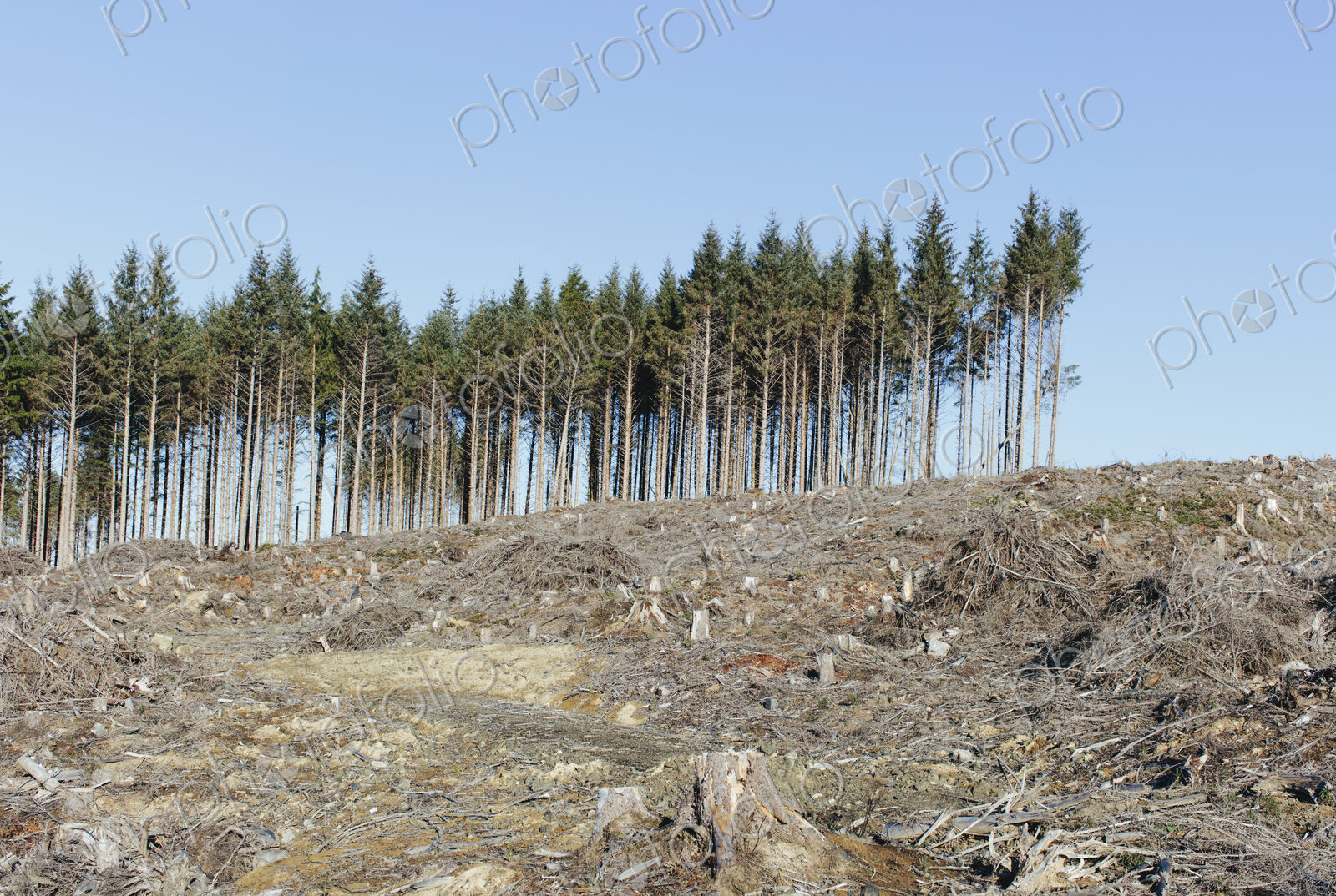 Small stand of trees on the brow of a hill surrounded by extensive clear cutting,…