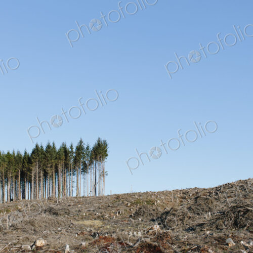 Small stand of trees on the brow of a hill, surrounded by extensive cleared woodland… Small stand of trees on the brow of a hill, surrounded by extensive cleared woodland…