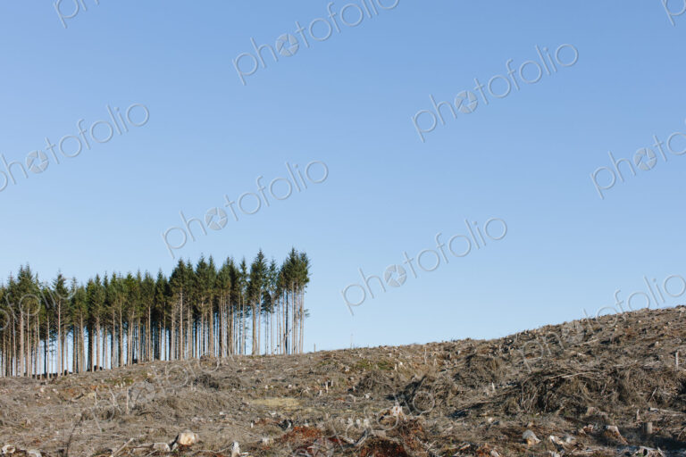 Small stand of trees on the brow of a hill, surrounded by extensive cleared woodland…