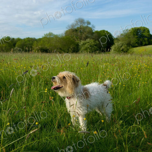 Small white fluffy dog standing on a meadow. Small white fluffy dog standing on a meadow.