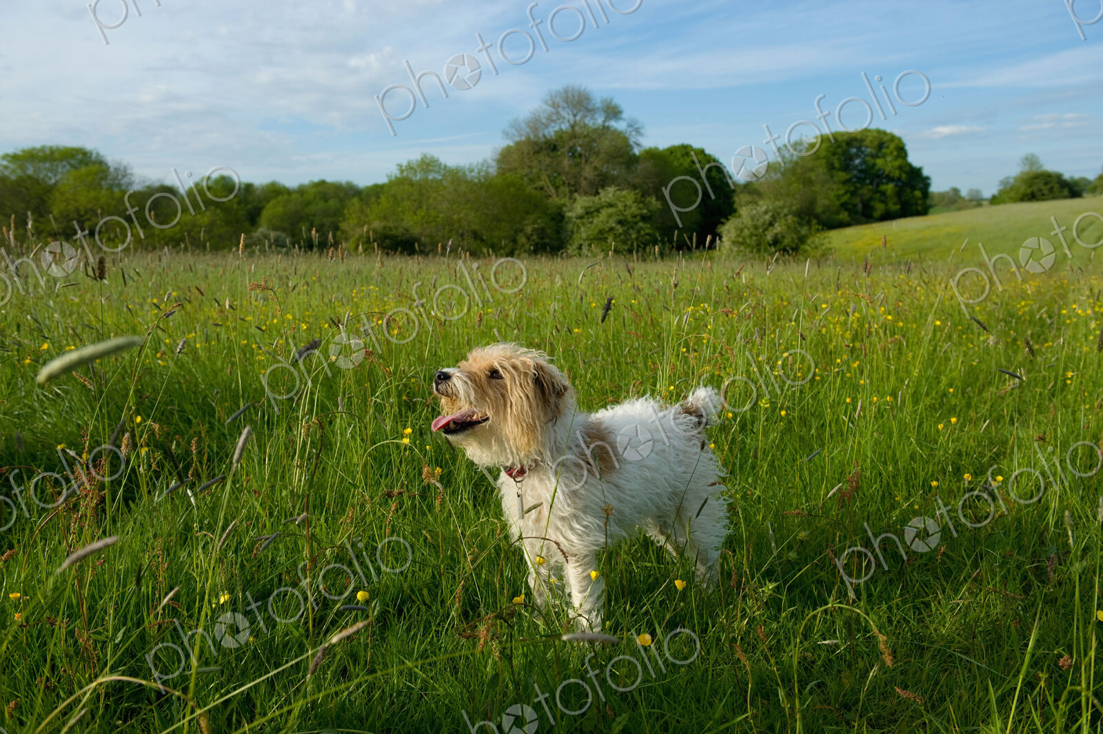 Small white fluffy dog standing on a meadow.
