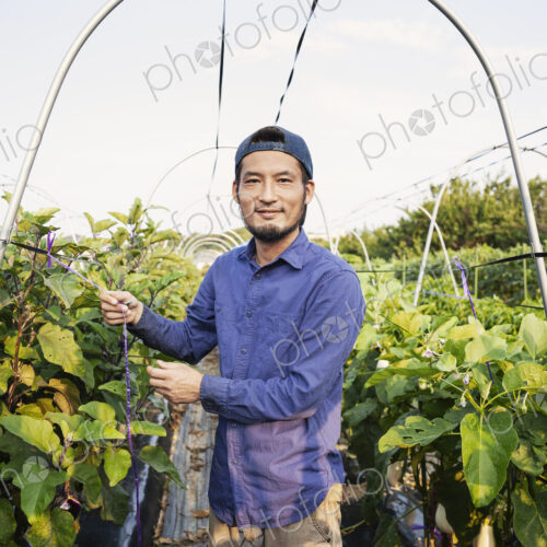 Smiling Japanese man wearing cap standing in vegetable field, looking at camera. Smiling Japanese man wearing cap standing in vegetable field, looking at camera.