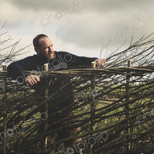 Smiling bearded man holding bill hook standing next to a newly built traditional hedge. Smiling bearded man holding bill hook standing next to a newly built traditional hedge.