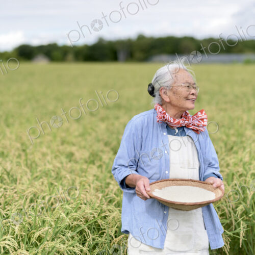 Smiling elderly woman with grey hair standing in a rice field, holding bowl with…