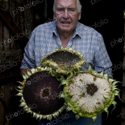 Smiling man with grey hair wearing checked shirt holding three large sunflowers,… Smiling man with grey hair wearing checked shirt holding three large sunflowers,…