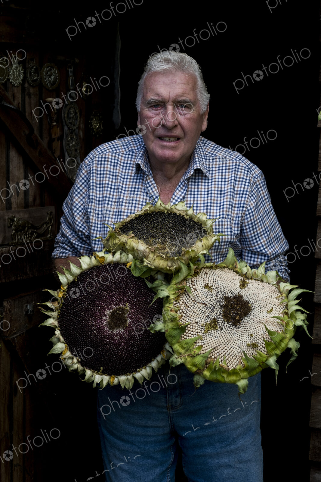 Smiling man with grey hair wearing checked shirt holding three large sunflowers,…