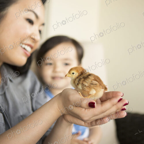Smiling woman holding a tiny chick in her hands, her young son watching. Smiling woman holding a tiny chick in her hands, her young son watching.
