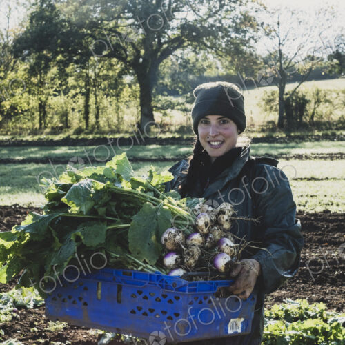 Smiling woman standing in field, holding blue crate with freshly harvested turnips,… Smiling woman standing in field, holding blue crate with freshly harvested turnips,…