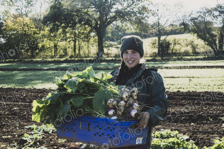 Smiling woman standing in field, holding blue crate with freshly harvested turnips,…