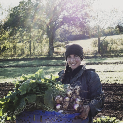Smiling woman standing in field, holding blue crate with freshly harvested turnips,…