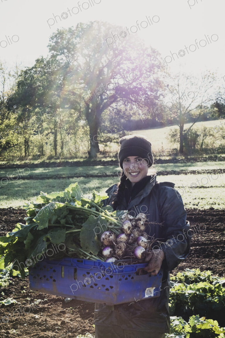 Smiling woman standing in field, holding blue crate with freshly harvested turnips,…
