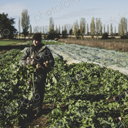 Smiling woman standing in field, holding bunch of freshly harvested turnips. Smiling woman standing in field, holding bunch of freshly harvested turnips.
