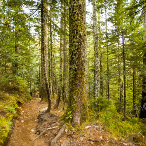 Snoqualmie National Forest, tall pine trees and a path through the woods.