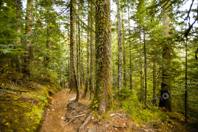 Snoqualmie National Forest, tall pine trees and a path through the woods.