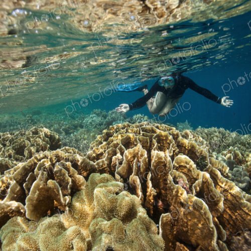 Snorkeler in very shallow water above a coral reef reflecting in the water surface above.