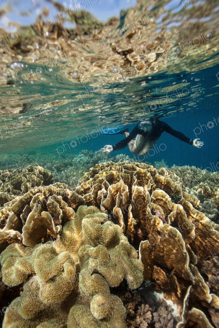 Snorkeler in very shallow water above a coral reef reflecting in the water surface above.