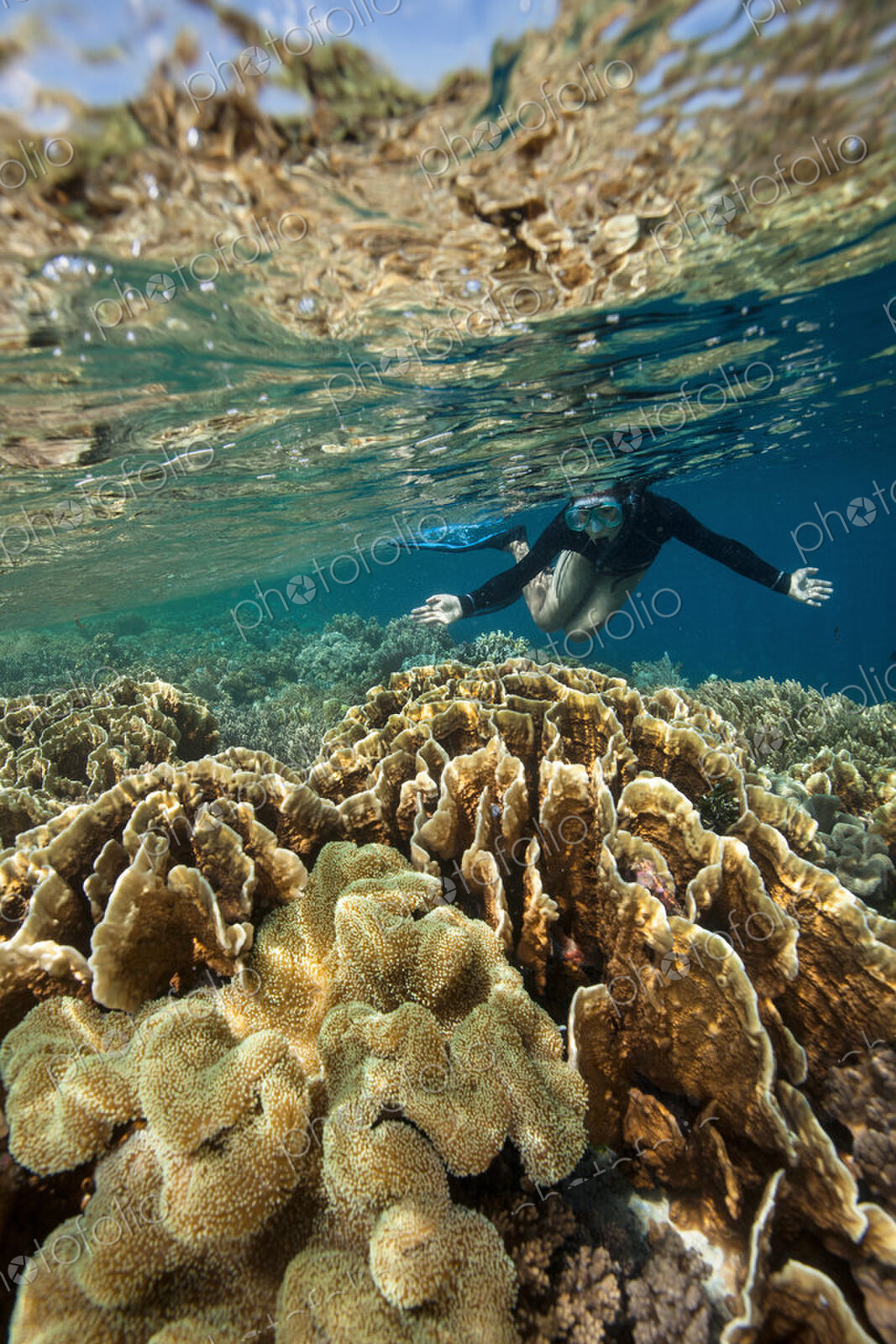 Snorkeler in very shallow water above a coral reef reflecting in the water surface above.