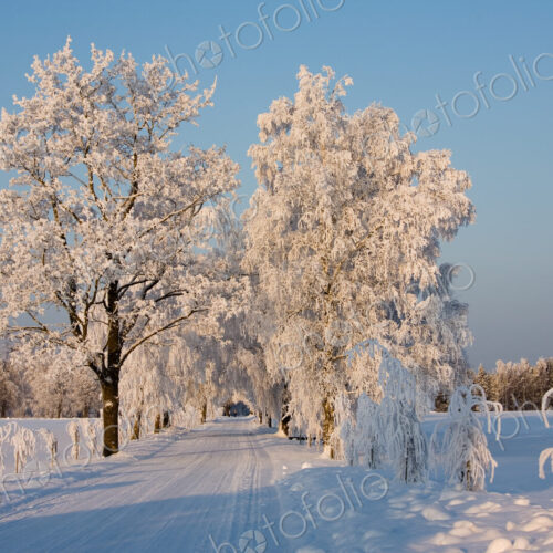 Snow Covered Road Snow Covered Road