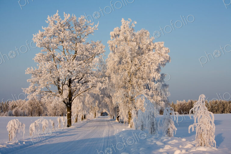 Snow Covered Road