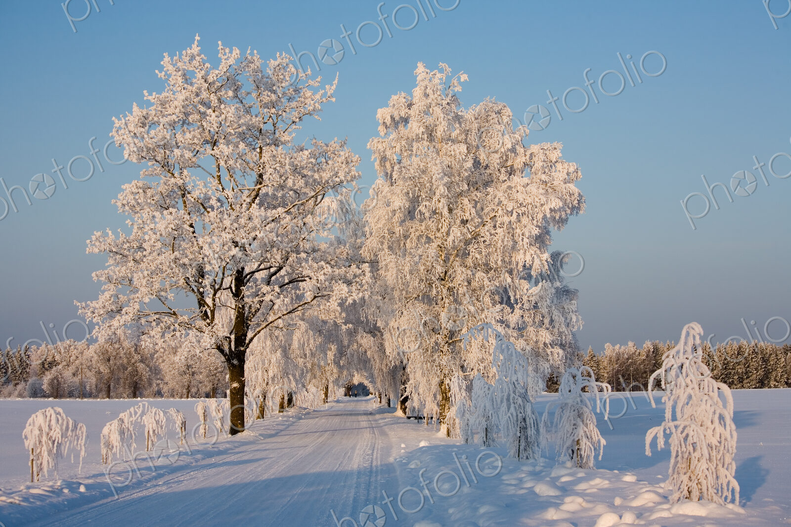 Snow Covered Road