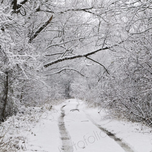 Snow Covered Tracks Through the Woods Snow Covered Tracks Through the Woods