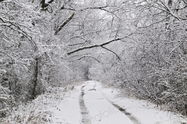 Snow Covered Tracks Through the Woods