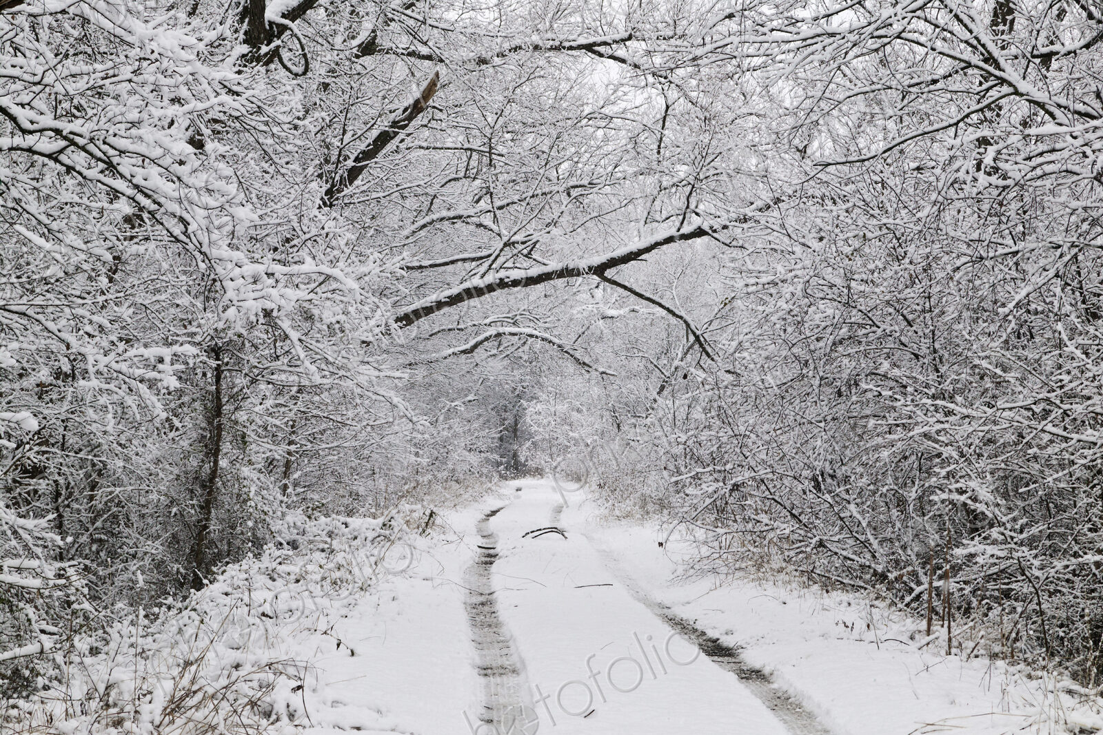 Snow Covered Tracks Through the Woods