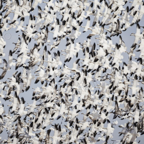 Snow Geese birds in a dense flock rising into the sky. Snow Geese birds in a dense flock rising into the sky.