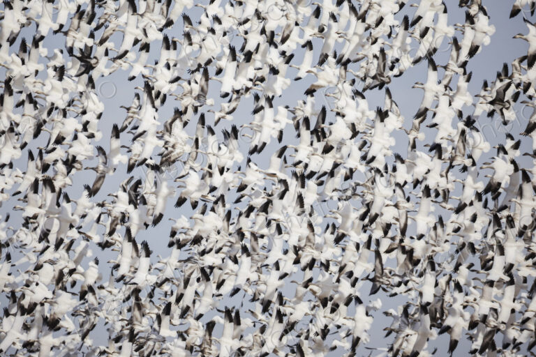 Snow Geese birds in a dense flock rising into the sky.