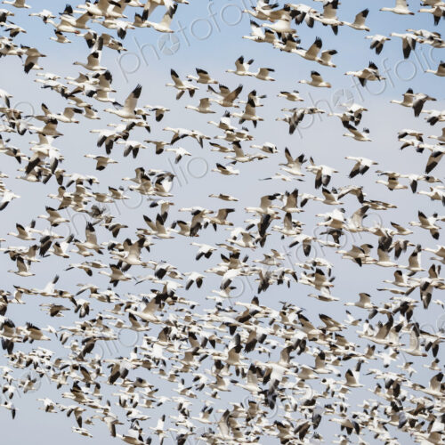 Snow Geese birds in a flock rising into the sky.