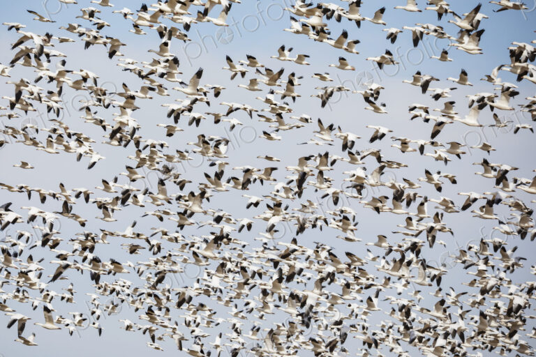 Snow Geese birds in a flock rising into the sky.