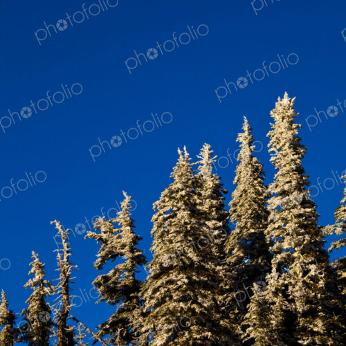 Snow covered fir tree tops at Hurricane Ridge in Olympic National Park. Snow covered fir tree tops at Hurricane Ridge in Olympic National Park.