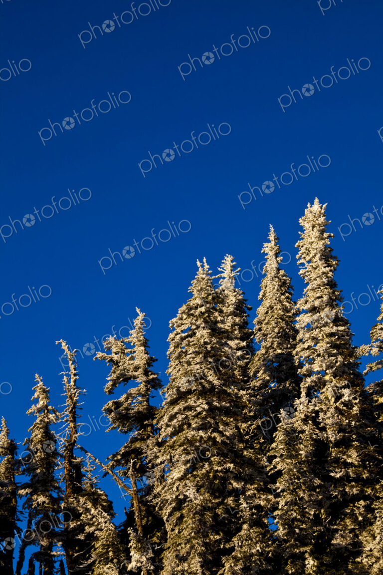 Snow covered fir tree tops at Hurricane Ridge in Olympic National Park.