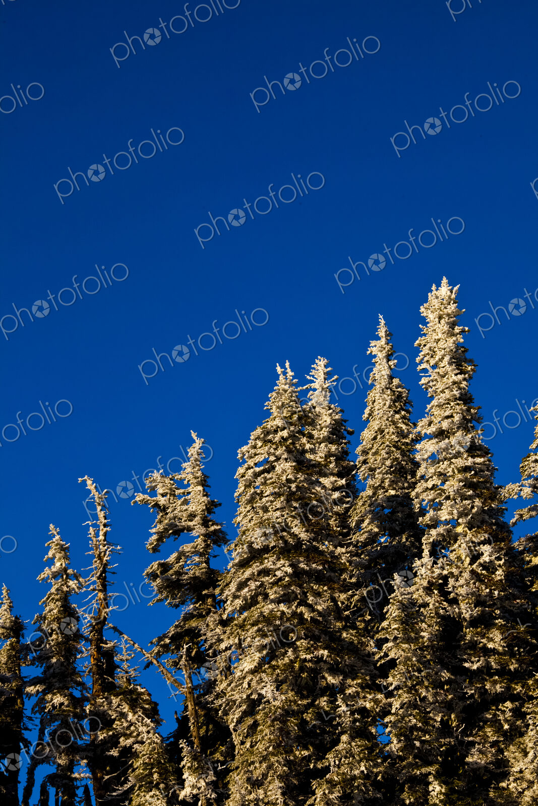Snow covered fir tree tops at Hurricane Ridge in Olympic National Park.