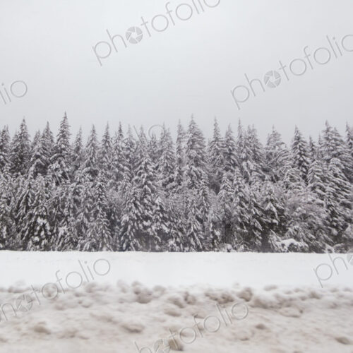 Snow covered trees, Snoqualmie Pass, WA USA Snow covered trees, Snoqualmie Pass, WA USA