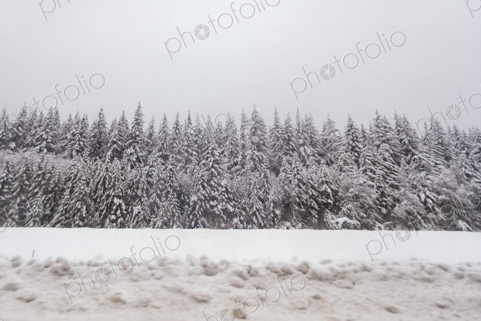 Snow covered trees, Snoqualmie Pass, WA USA
