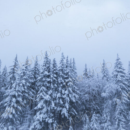 Snow covered trees, Snoqualmie Pass, WA USA Snow covered trees, Snoqualmie Pass, WA USA