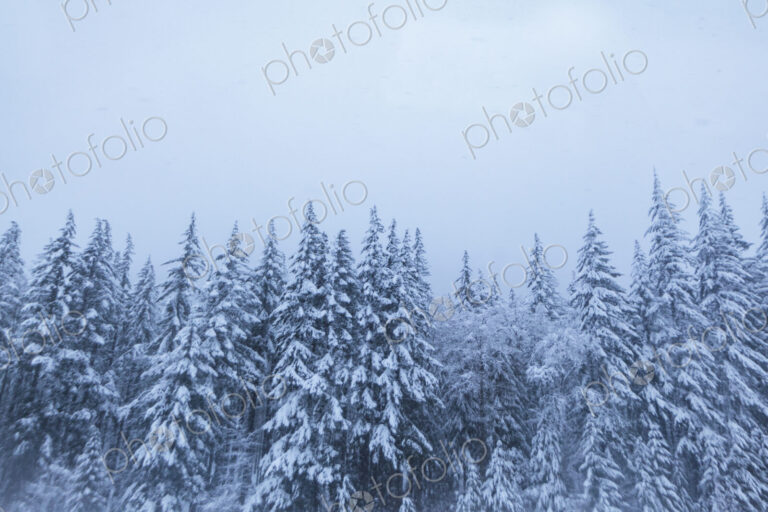 Snow covered trees, Snoqualmie Pass, WA USA