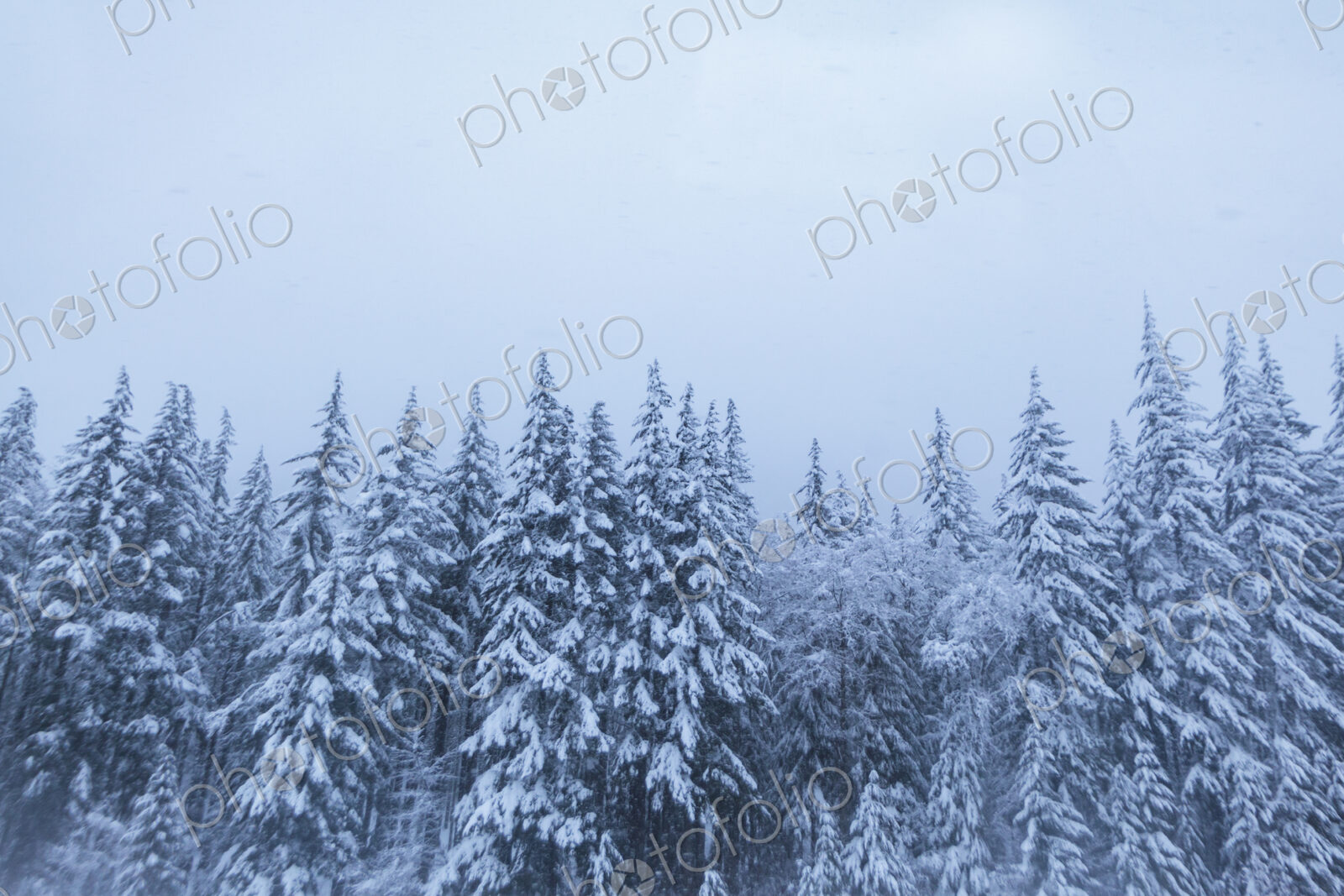 Snow covered trees, Snoqualmie Pass, WA USA