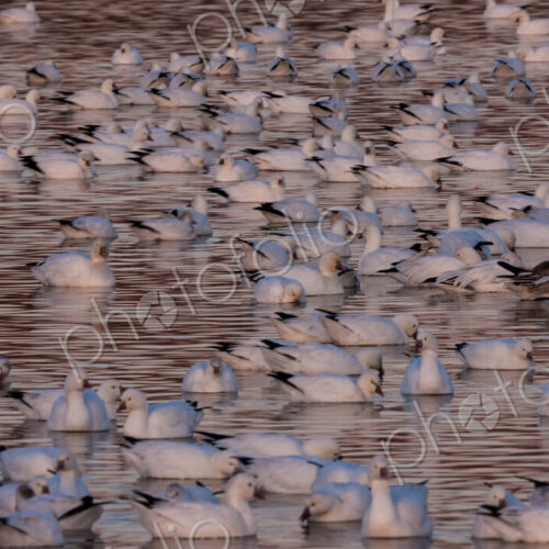 Snow geese, Bosque Del Apache National Wildlife Refuge, New Mexico, USA Snow geese, Bosque Del Apache National Wildlife Refuge, New Mexico, USA