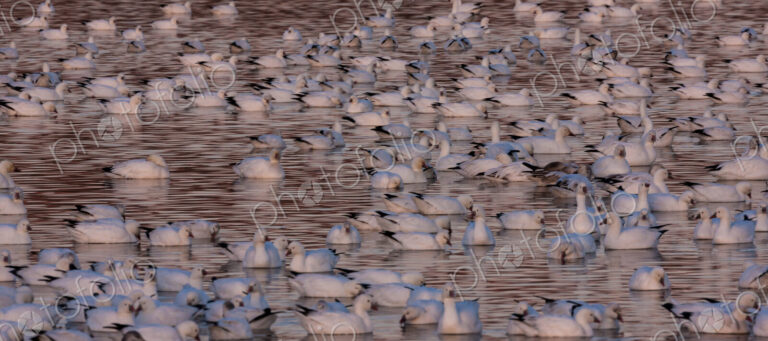 Snow geese, Bosque Del Apache National Wildlife Refuge, New Mexico, USA
